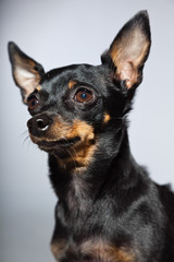 Cute and funny black and brown chihuahua dog isolated.