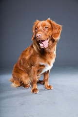 Beautiful and cute toller dog isolated on grey background.