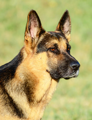 German Shepherd