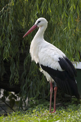 Cicogna