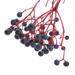 wild grapes, isolated on white