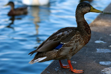 Ducks birds