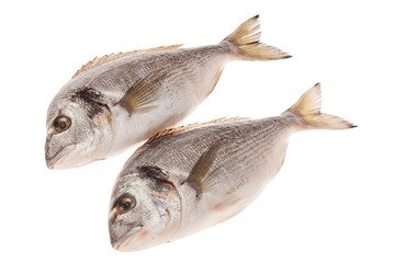 Dorado fish isolated on white background