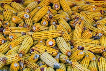Fototapeta na wymiar Tło Corn