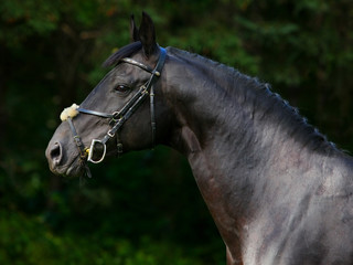 Black Trakehner Horse with classic bridle on dark background