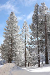 Fir trees covered in snow