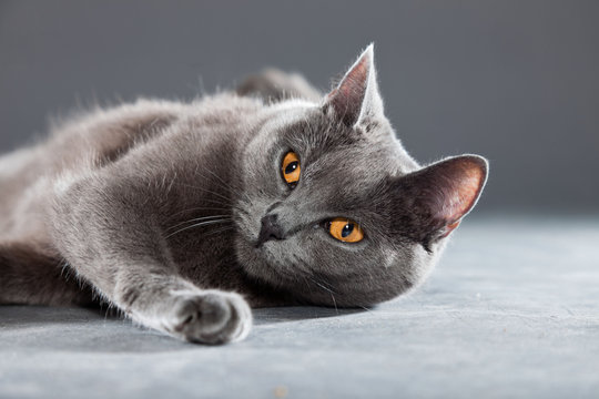Grey Chartreux cat with yellow orange eyes isolated on grey.