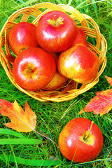 Apples in a basket