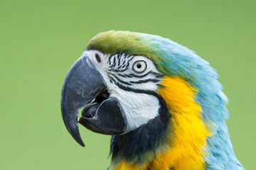 Close-up of a macaw parrot