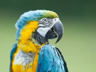 Rolgordijnen Papegaai Close-up van een ara-papegaai