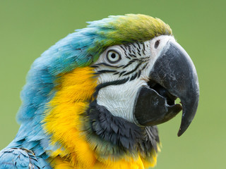 Close-up of a macaw parrot