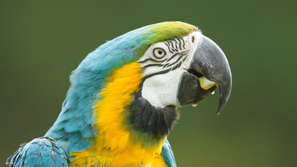Close-up of a macaw parrot