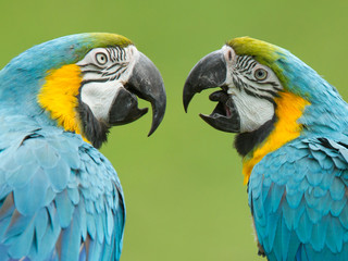 Close-up of two macaw parrots