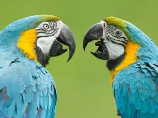 Gordijnen Close-up van twee ara papegaaien © michaklootwijk