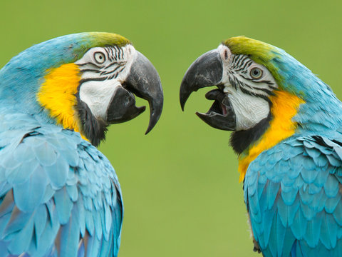 Close-up of two macaw parrots