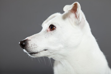 Obraz premium Cute and funny white jack russell dog isolated on grey.