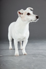 Cute and funny white jack russell dog isolated on grey.