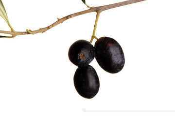 green olives on branch with leaves