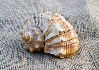 Cockleshell on burlap