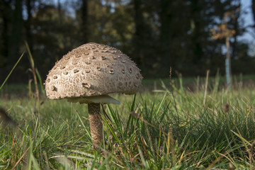 Giant parasol mushroom umbrella