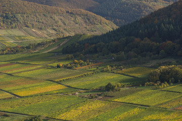 Weinberg in herbstlichen Farben