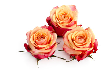 Obraz premium Drei zweifarbige Rosenblüten