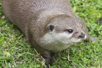 Otter