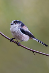 Long Tailed Tit  (Aegithalos caudatus)