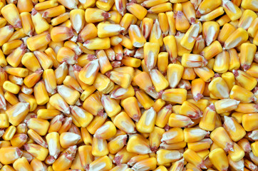 Corn seeds background