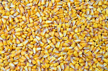 Corn seed texture, agriculture background