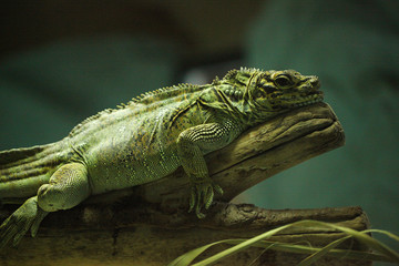 caméléon