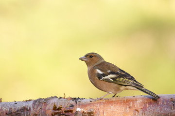 Chaffinch  