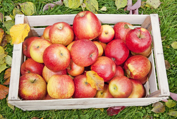 apples in wooden box in the garedn grass