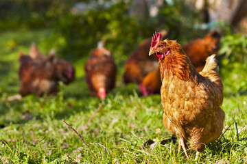 troupeau de poulets paissant sur l& 39 herbe