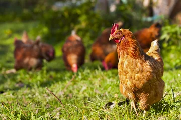 Papier Peint photo Poulet troupeau de poulets paissant sur l& 39 herbe