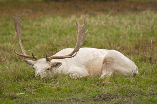 White fallow deer