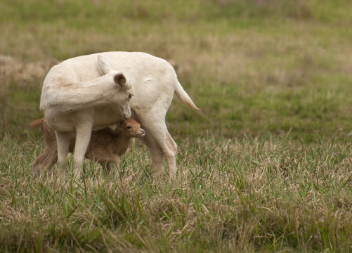 White fallow deer