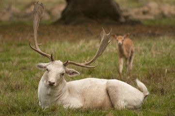 White fallow deer