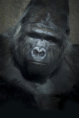 Obraz premium gorilla low key