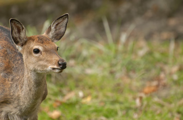 White fallow deer