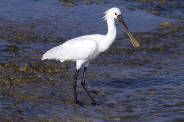 Spoonbill