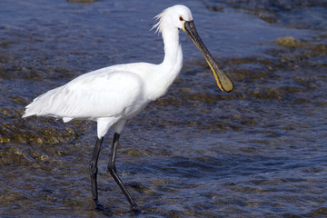 Spoonbill