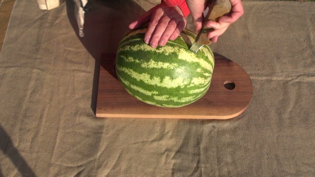 pensioner woman hands cutting fres big watermelon