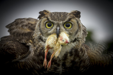 Eagle Owl