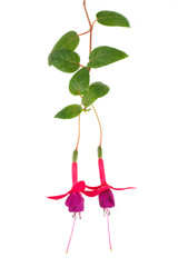 Blossoming twig fuchsia isolated on white