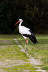 Obraz premium Stork