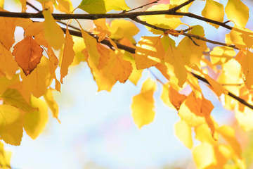 autumn colors