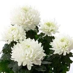 White chrysanths