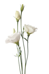Obraz premium white flowers isolated on white. eustoma