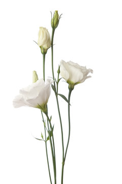 white  flowers isolated on white. eustoma